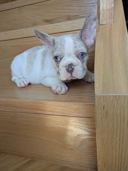 Bulldog francês exelente exemplar