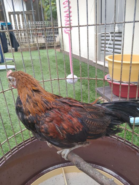 Garnizos machos Sebright e Phoenix