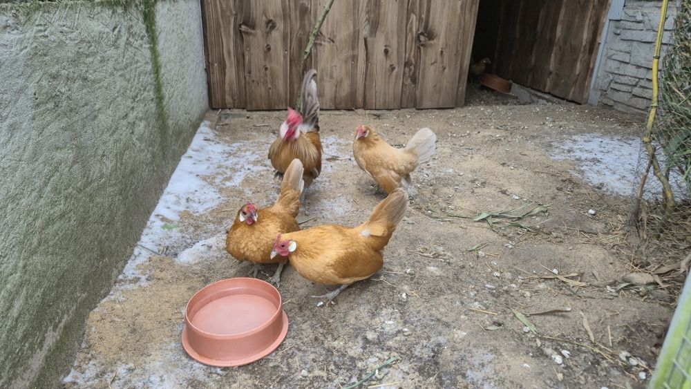 Jajka legowe bantamek