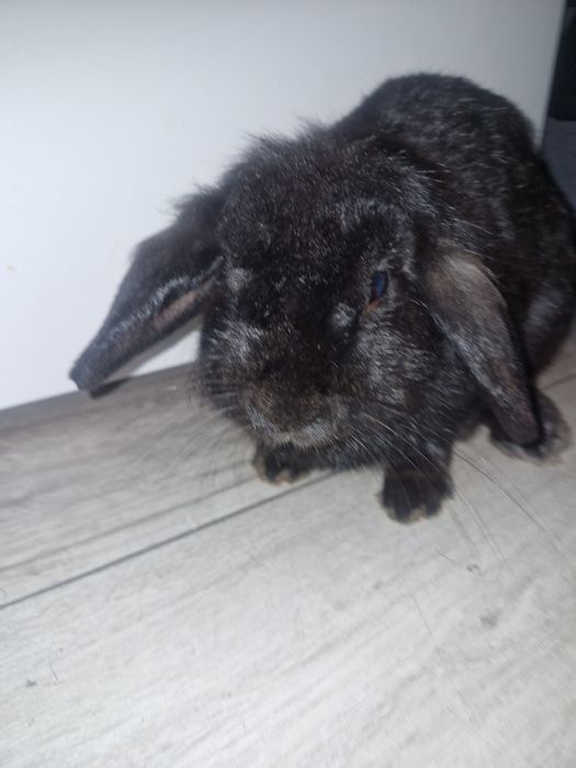 Królik baranek  mini lop