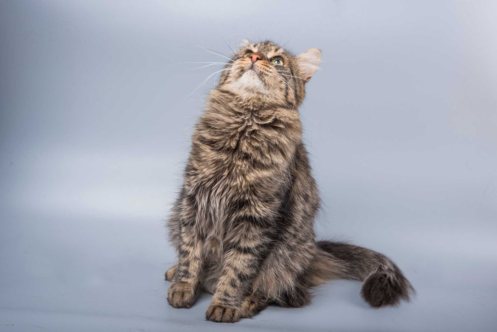 Ніжний котик, кот Грей 1 рік шукає сім’ю, стерилізован