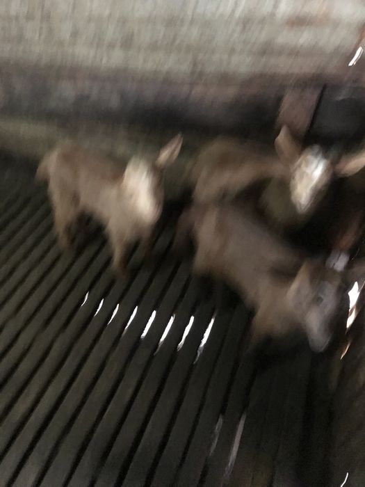vendo  3 cabritas para acabar de criar 35