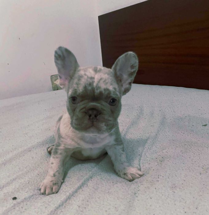 Bulldog francês Macho cor Blue Merle