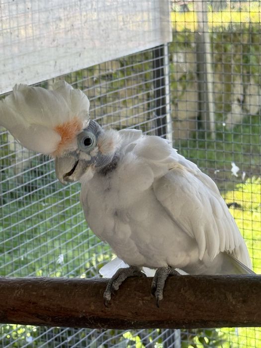 Cacatua Ducorpsi macho adulto