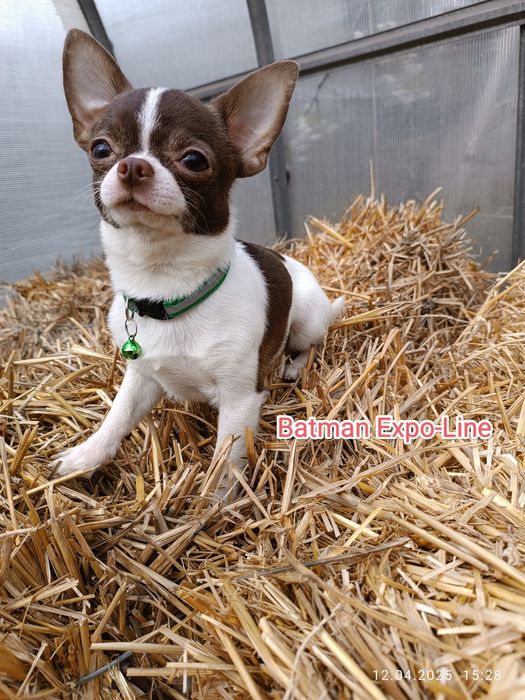 Вязка, чіхуахуа 1,5 кг, білошоколад