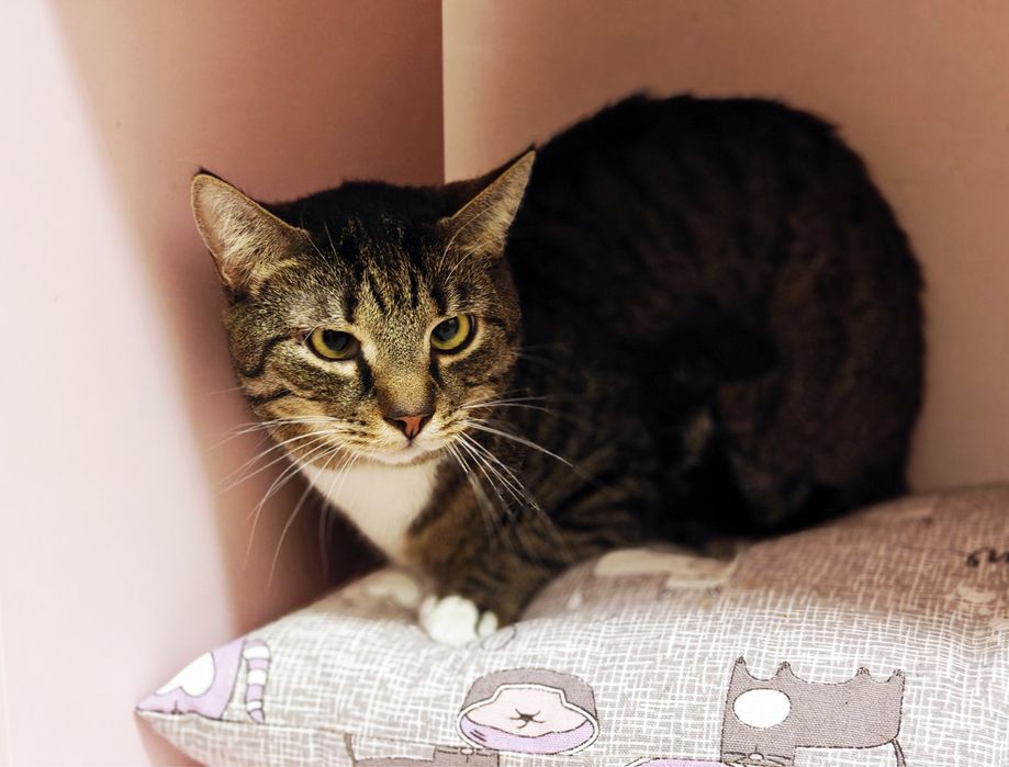 Котик Кузя в гарну родину.1 рік.Стерилізований.Кіт.Коти