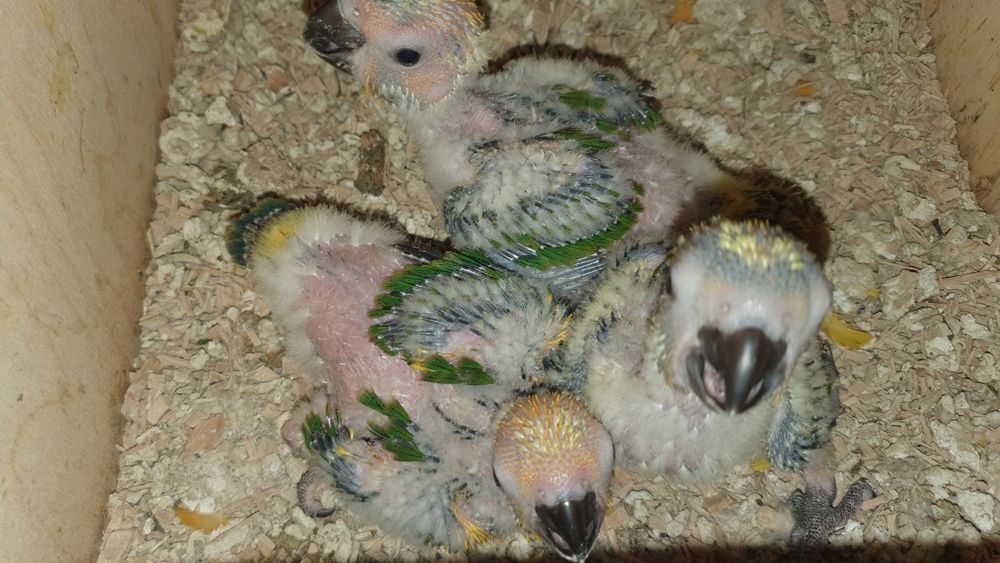 Aves para criar .