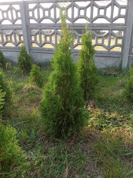 Tuja Thuja szmaragd 50-100cm, świerk srebrny, Ziemia do roślin