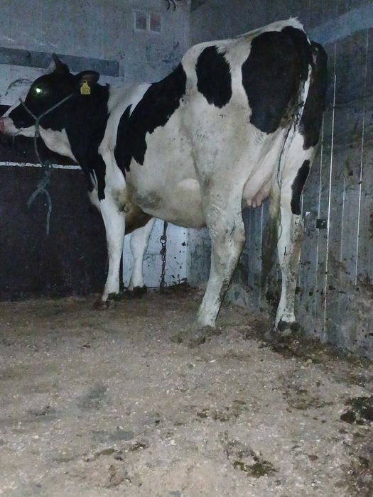 Sprzedam dwie jalówki wysokocielne