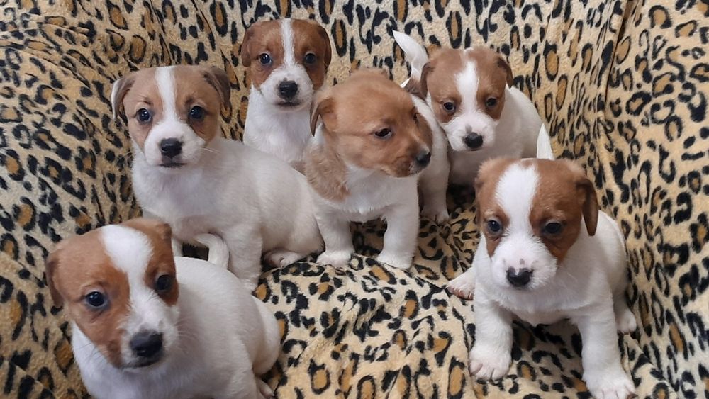 Jack Russell Terrier piesek