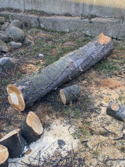 стовбур черешні