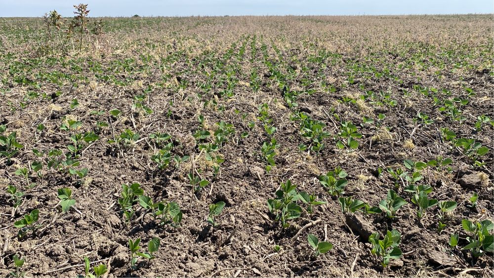 Сівалка Сіва Нова 3.6