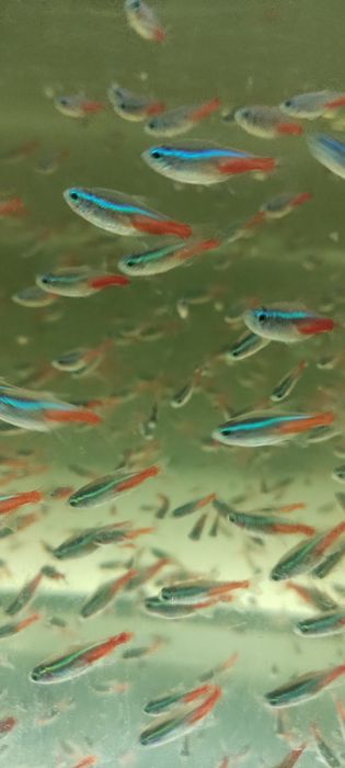 Рыбка Неон Синий