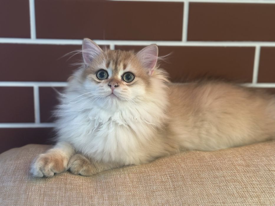 Золота шиншила