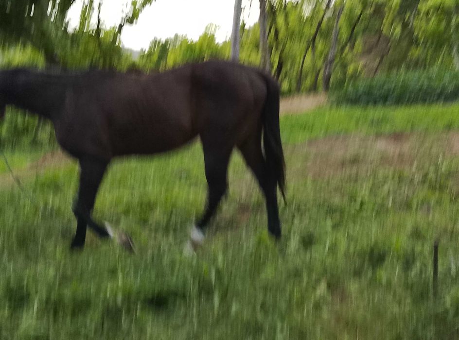 Vender um cavalo