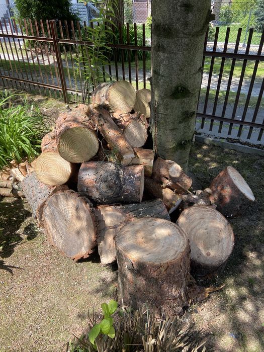 Drzewo sosnowe, sciete