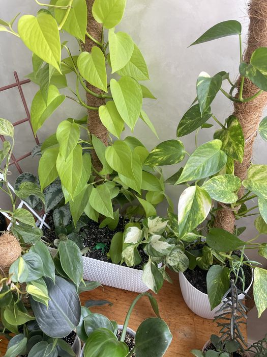 Кімнатні рослини. Епіпремнум, філолендрон, сукуленти, кактуси