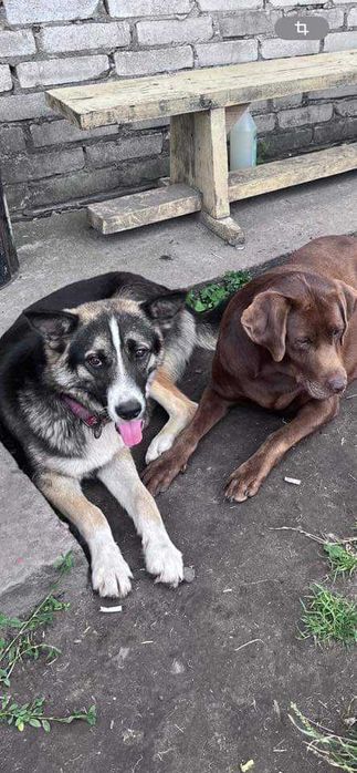 Песик в пошуках дому