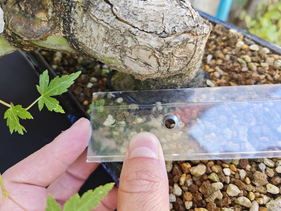 Pré-Bonsai Acer Palmatum Yamamomiji