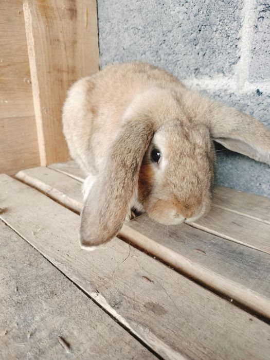 Królik  baran francuski