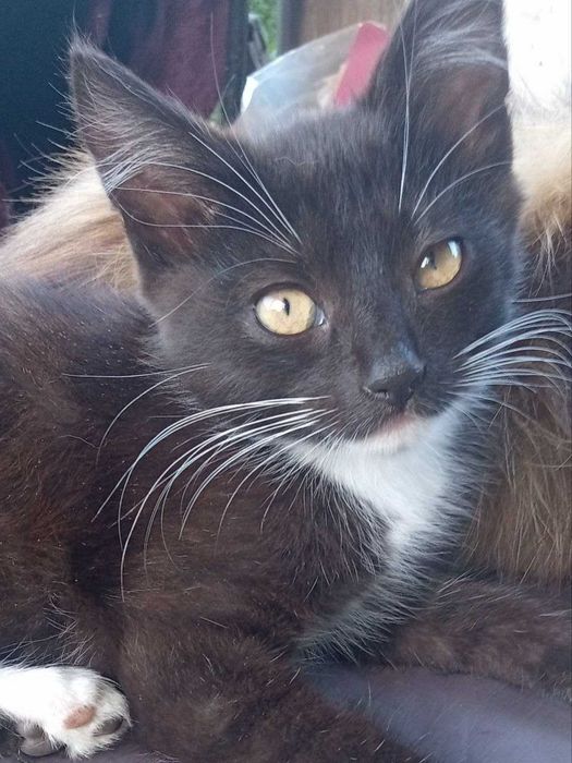 Віддам в добрі руки чотири котика