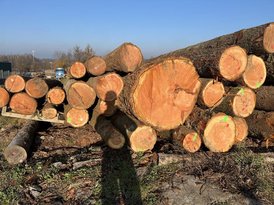 Daglezja tartaczna transport