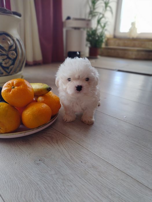 Міні мальтійська болонка мальтезеьтезе