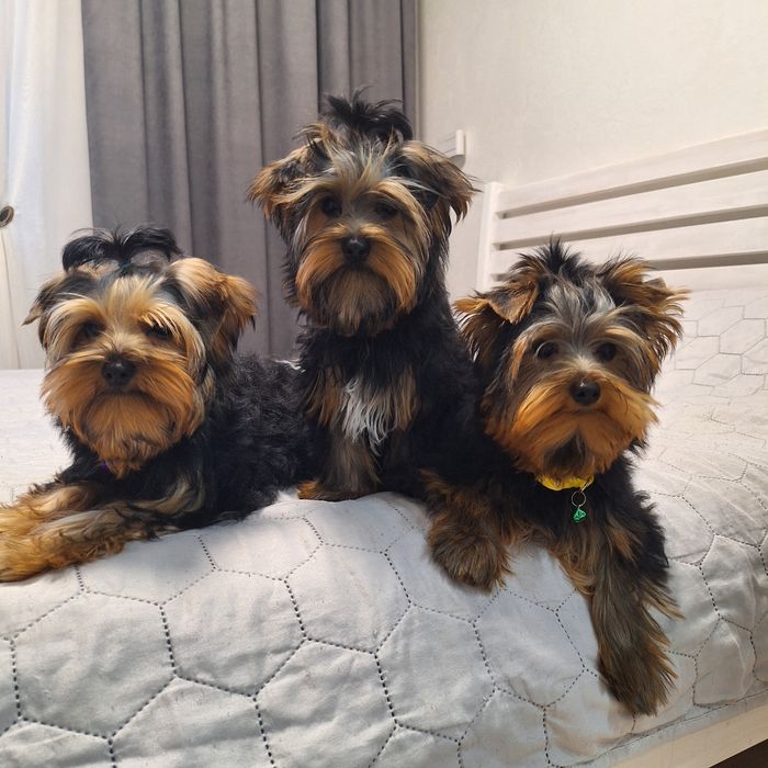 Йорчики малюки. Чикають)