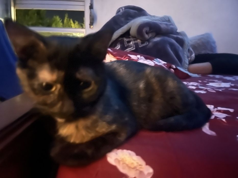 Gata Para adoçao