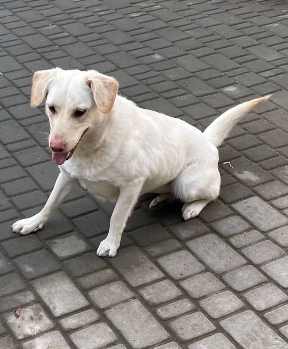 Отдам даром в добрые руки собаку метис лабрадора