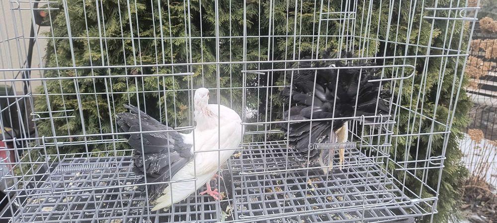 Gołębie pawiki ogrodowe