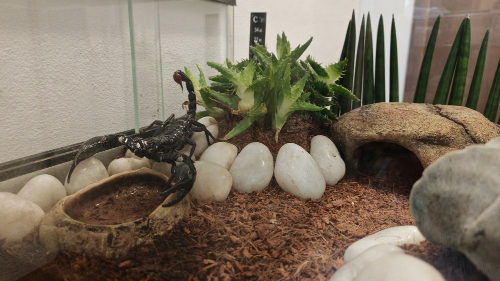 Heterometrus spinifer + terrarium
