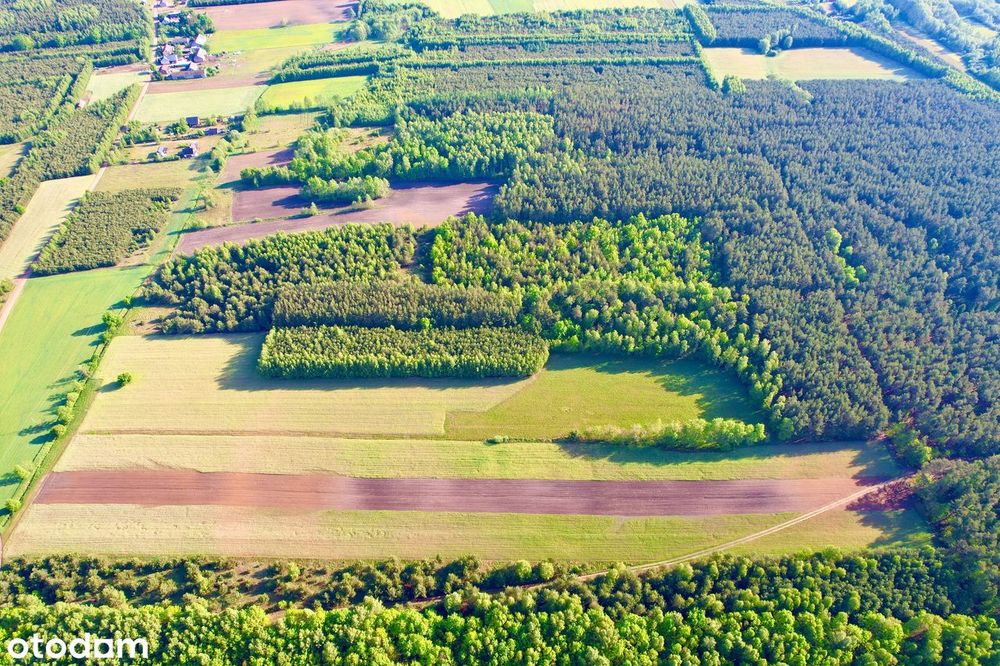 Działka 3001m2 Wólka/Skrwilno