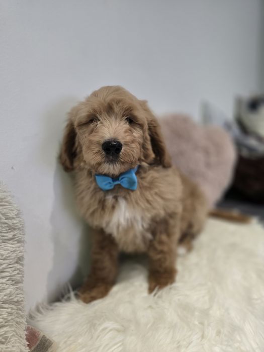 Goldendoodle f1 standard