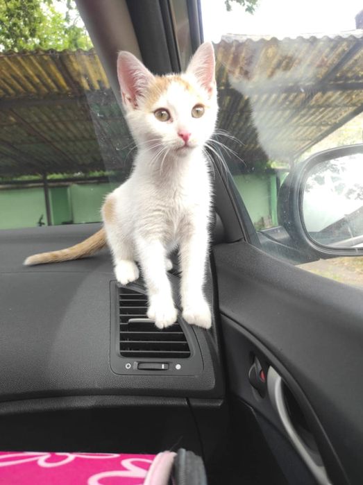 Młody uroczy kocurek Filemon szuka super chaty