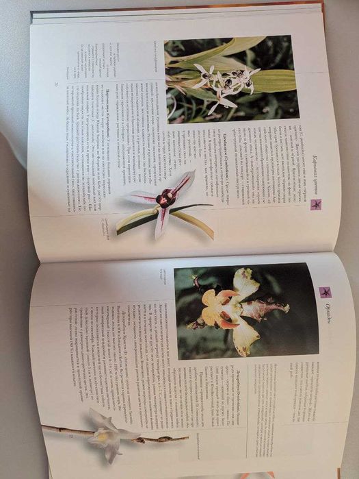 Самые красивые и знаменитые Цветы мира Аванта 2002 год