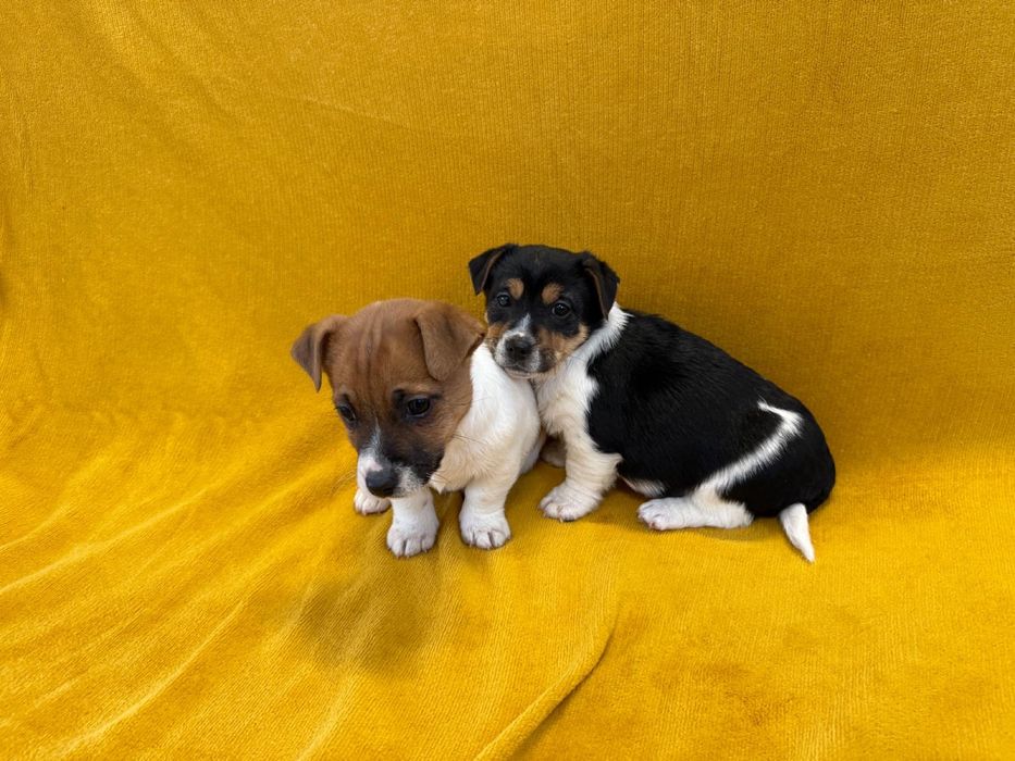 Jack Russell Terrier Samiec z Rodowodem