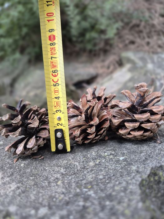 Szyszki sosnowe małe 4cm