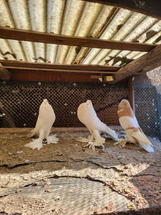 Garłacz/ garłacze para i samiec