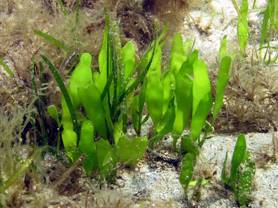 Coulerpa Prolifera