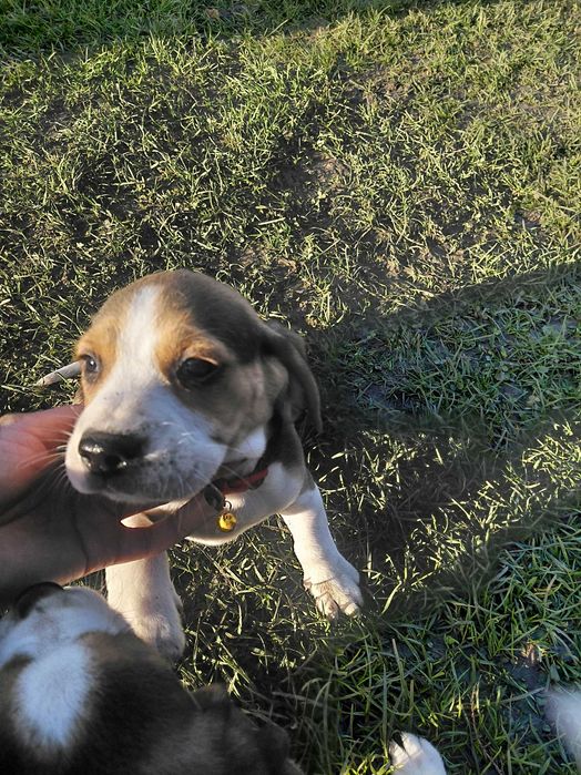 Śliczny szczeniak rasy beagle promocja świąteczna