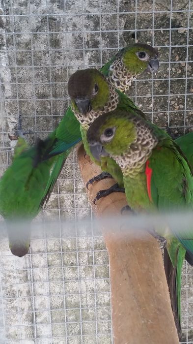 Pyrrhuras rupicola