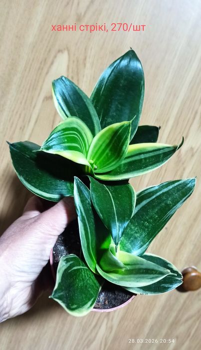 Бандед Нельсон санса і інші