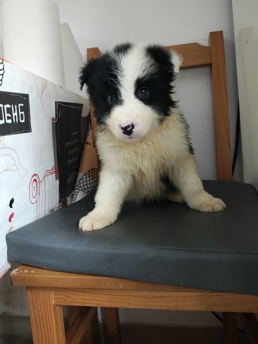 Border collie fêmea pura
