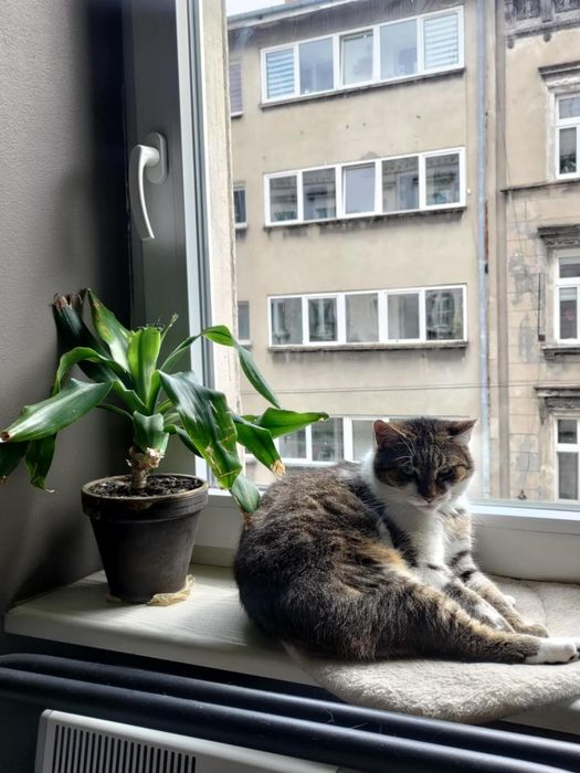 Pilnie potrzebny dom tymczasowy