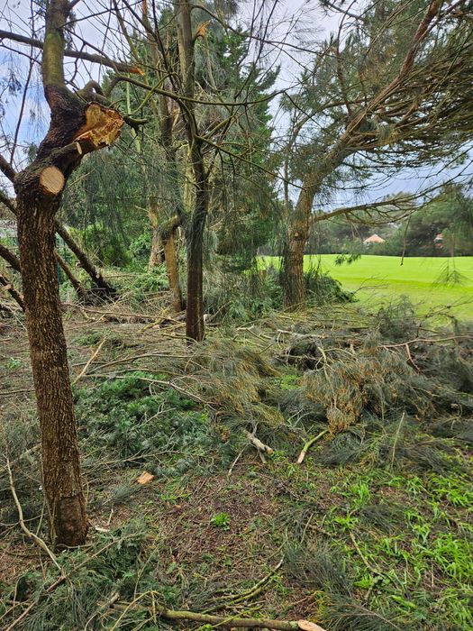 Poda de arvores e limpeza de terrenos