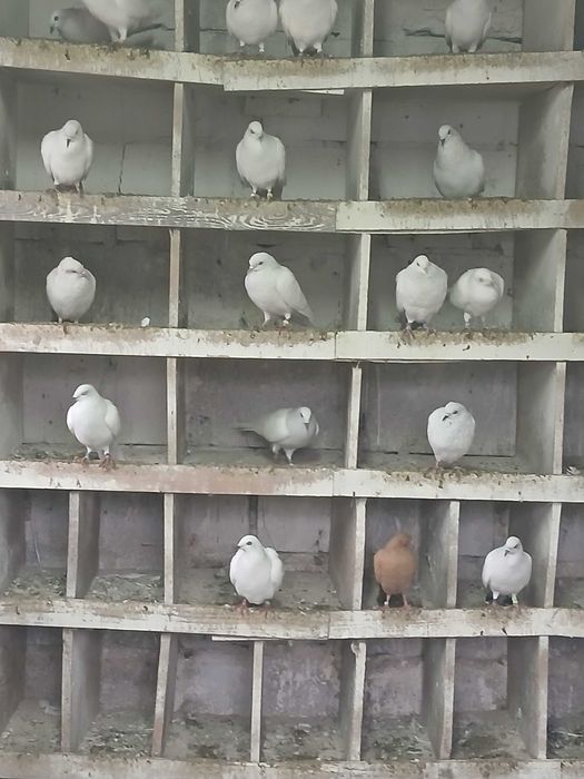 Sprzedam gołębie jasne