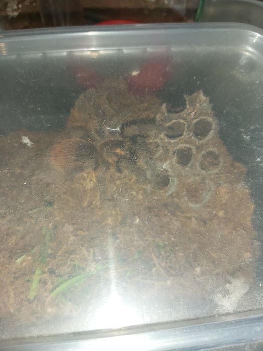 Balfouri i Phormictopus auratus