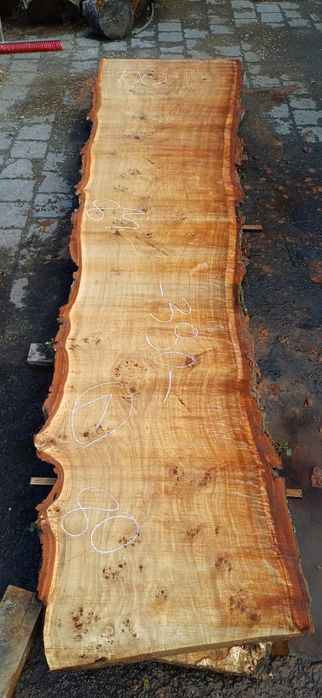 Foszty topola Długość 390 cm na stół monolit