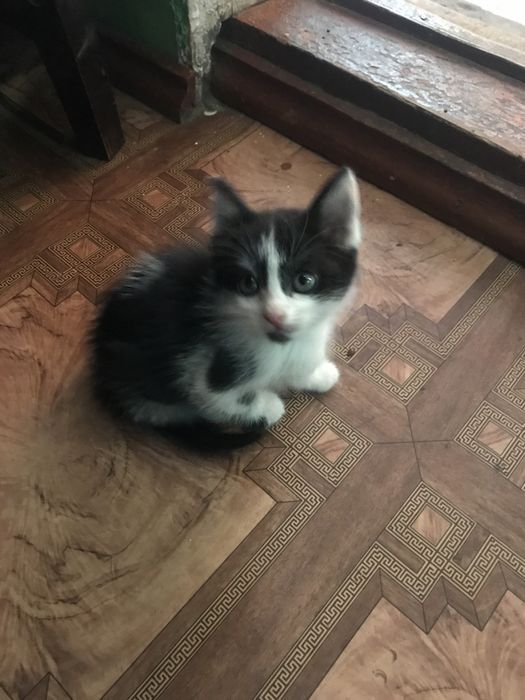 Отдам даром котят